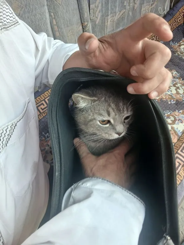 Мушук зотдор кулранг — фото 1
