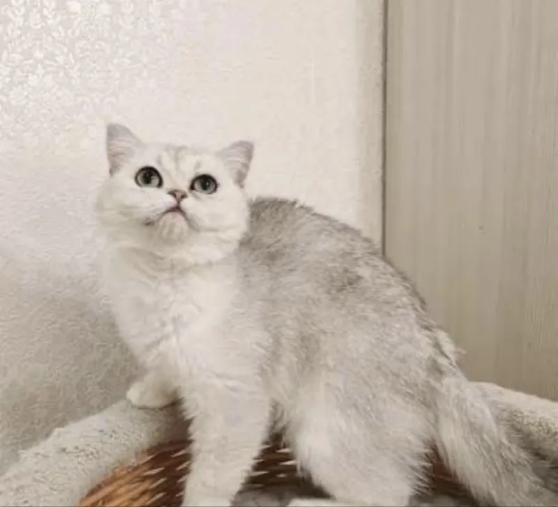 Продается кошка по кличке Мия, скотиш страйт серебристая шиншилла