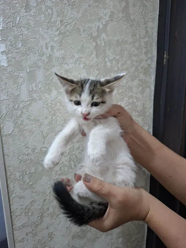 Домашние котята в добрые руки 3 Домашние котята в добрые руки 3