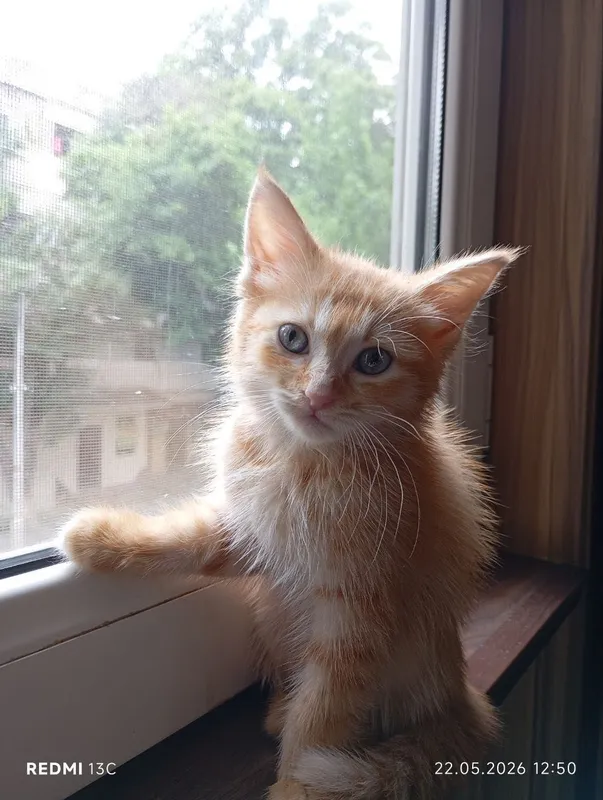 Пристраивается котенок, мальчик 1 Пристраивается котенок, мальчик 1