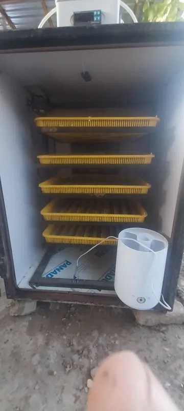 Inkubator. 500 talik 5 Inkubator. 500 talik 5