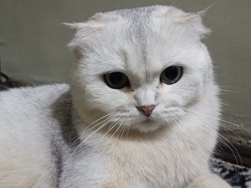 Шотландская вислоухая кошка (беременная, скрещена с британцем) — фото 2