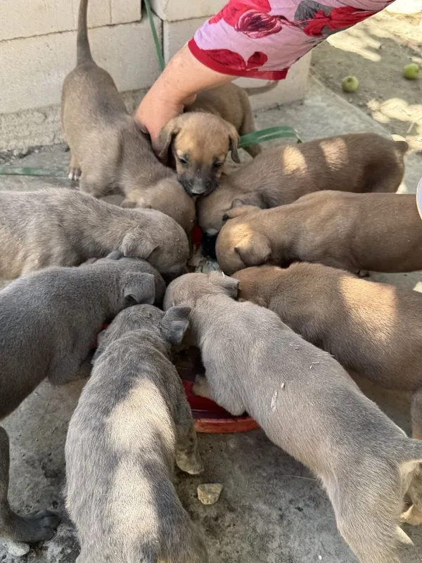 Pit bul bachalari onasi bilan sotiladi aqili 3