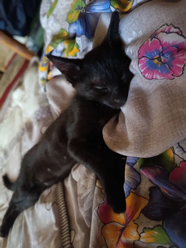 чёрный котенок мальчик 4 месяца 6 чёрный котенок мальчик 4 месяца 6