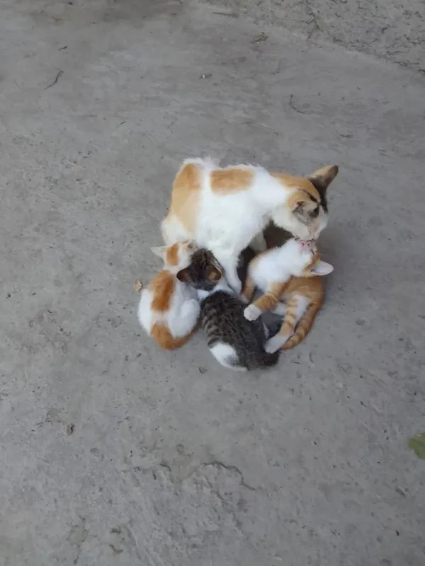 Котята 2 месяца, два мальчика и девочка в добрые руки 2 Котята 2 месяца, два мальчика и девочка в добрые руки 2