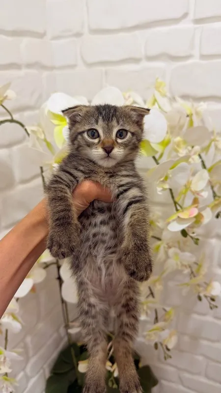 Scottish fold 1ta sotiladi 3ta oddiy parodali mushuk xadyaga beriladi 2 Scottish fold 1ta sotiladi 3ta oddiy parodali mushuk xadyaga beriladi 2