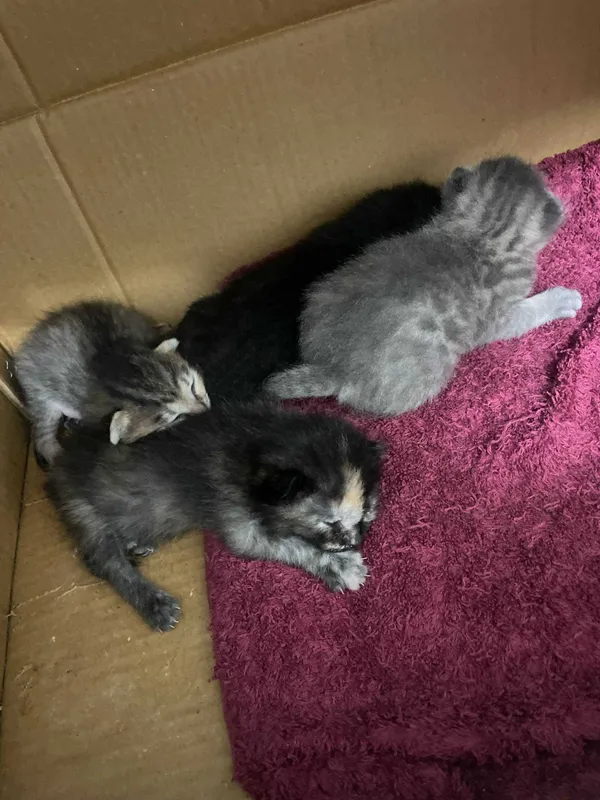 Котята в хорошие руки 1