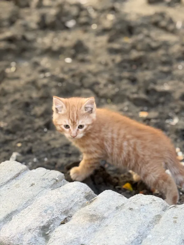 Отдам домашние котята