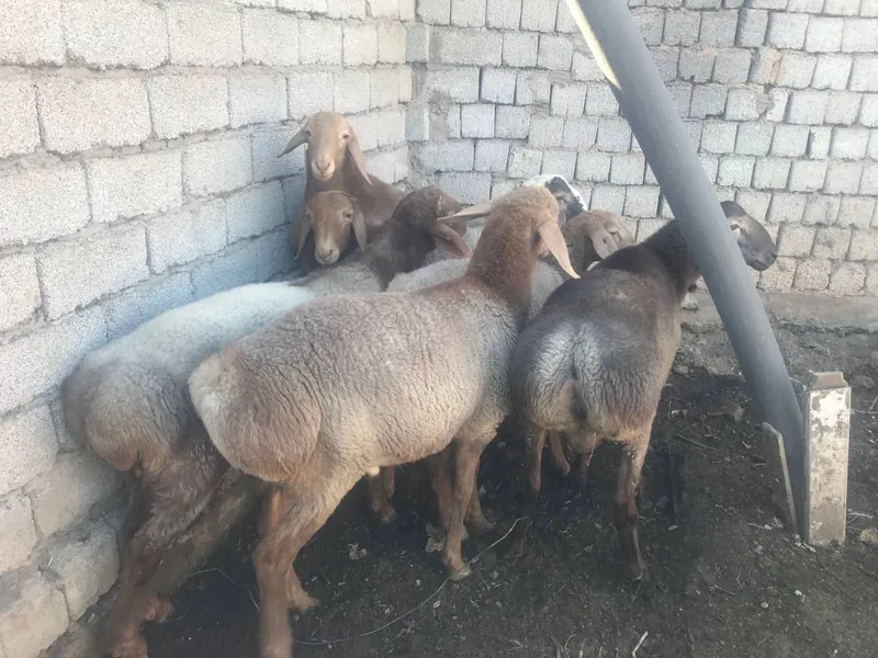 Aqiqa va marosimlar uchun qoy qochqorlar — фото 1