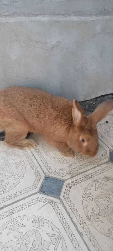 Quyon sotiladi Enzika 1 yosh 4kg