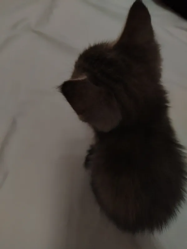 Котята в добрые руки 6 Котята в добрые руки 6
