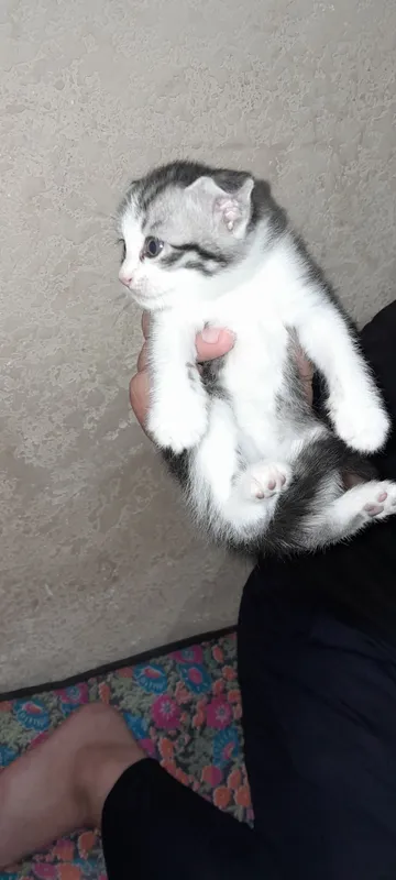 домашние животные 1
