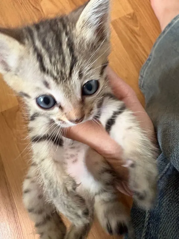 Бенгальский котёнок мальчик 1 Бенгальский котёнок мальчик 1