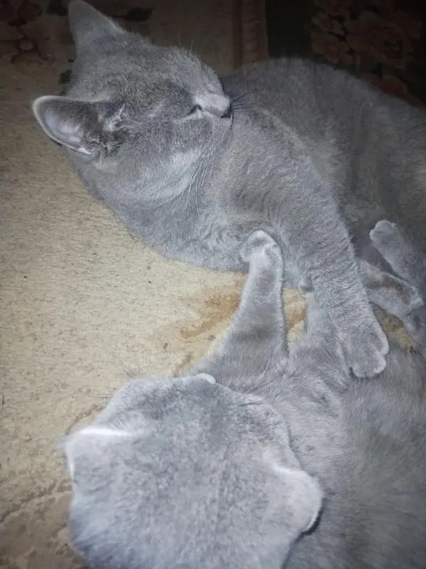 котята торг есть срочно 2 котята торг есть срочно 2