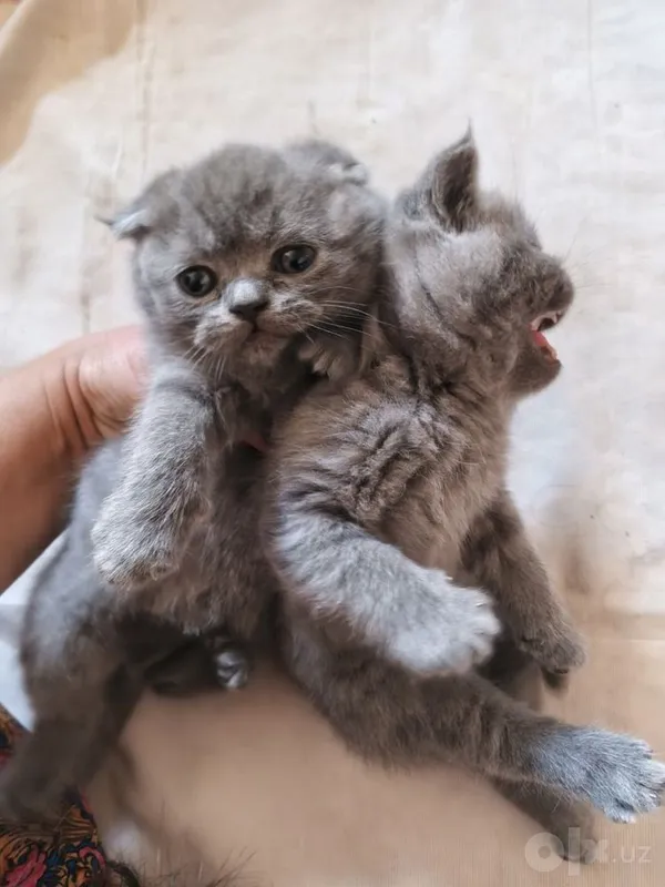 Кошка породы скоттиш-фолд 1 Кошка породы скоттиш-фолд 1