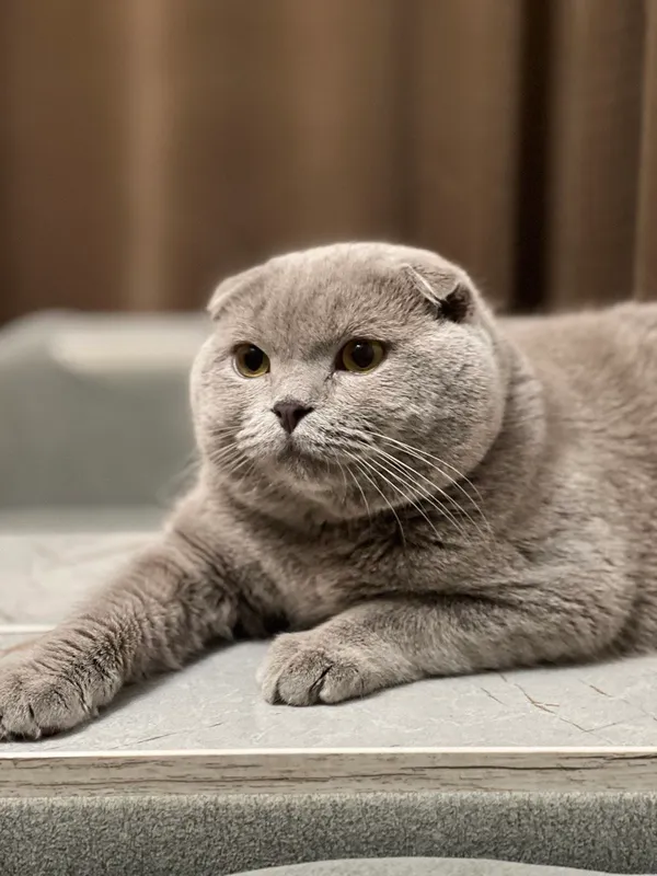 кот на вязку кот на вязку