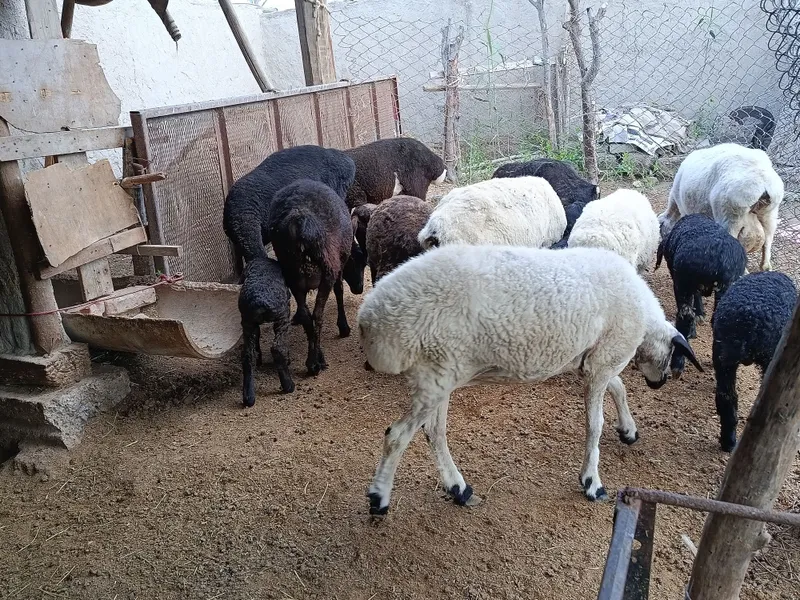 Qazoqi ona bola va alohida qoʻylar sotiladi — фото 2