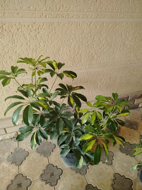 Комнатные цветы, растение, Honaki gullar — фото 3