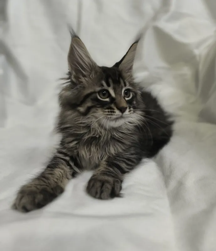 Продажа котят породы Мейн- кун — фото 2