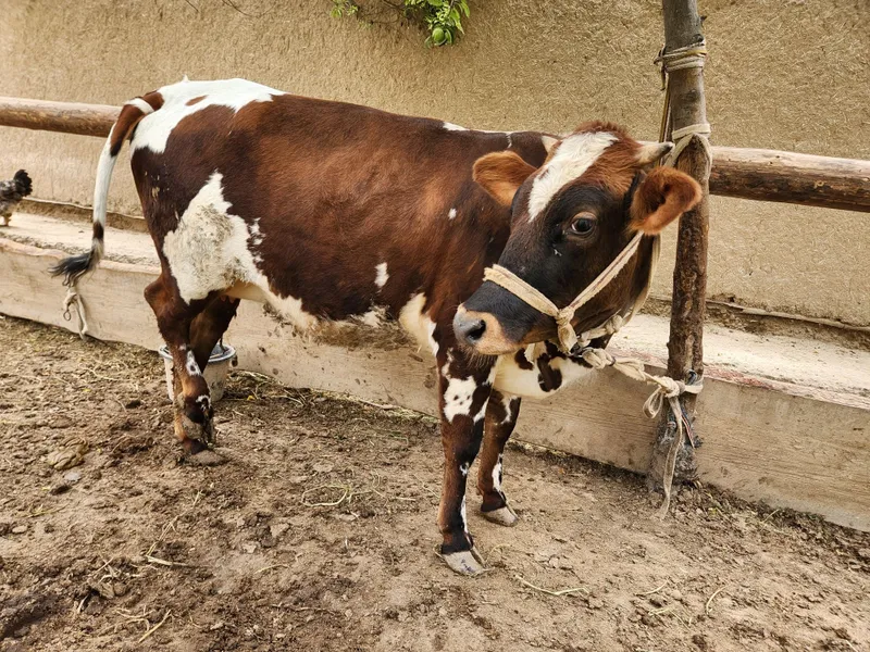 Sigir nomi uchun bir tugmagan mol yosh sotiladi yeyishi sogʻligiga ja — фото 2
