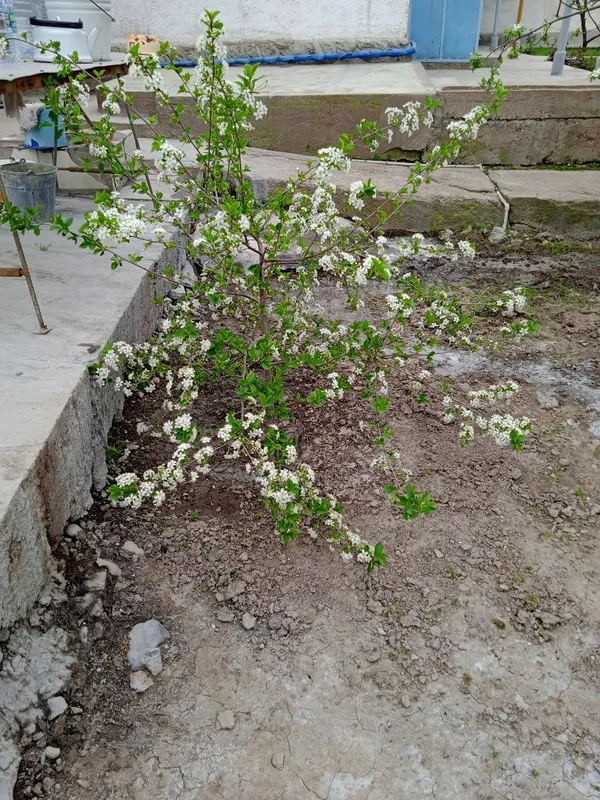 Продажа. Два дома на одном участке. — фото 6