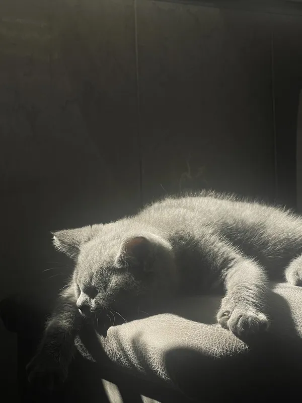 British shorthair