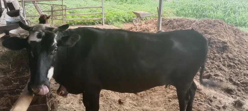 Sogʻlom mol kafolati bilan.. — фото 5