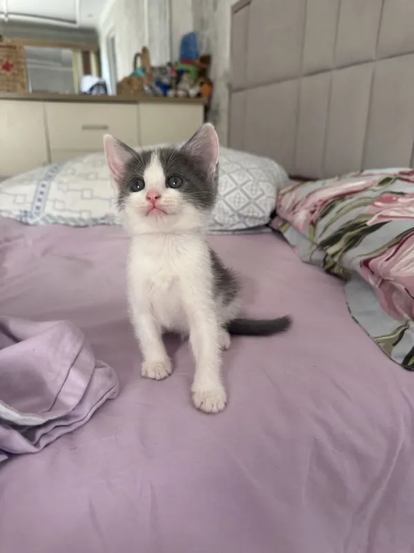 Отдаются котята в добрые руки 4