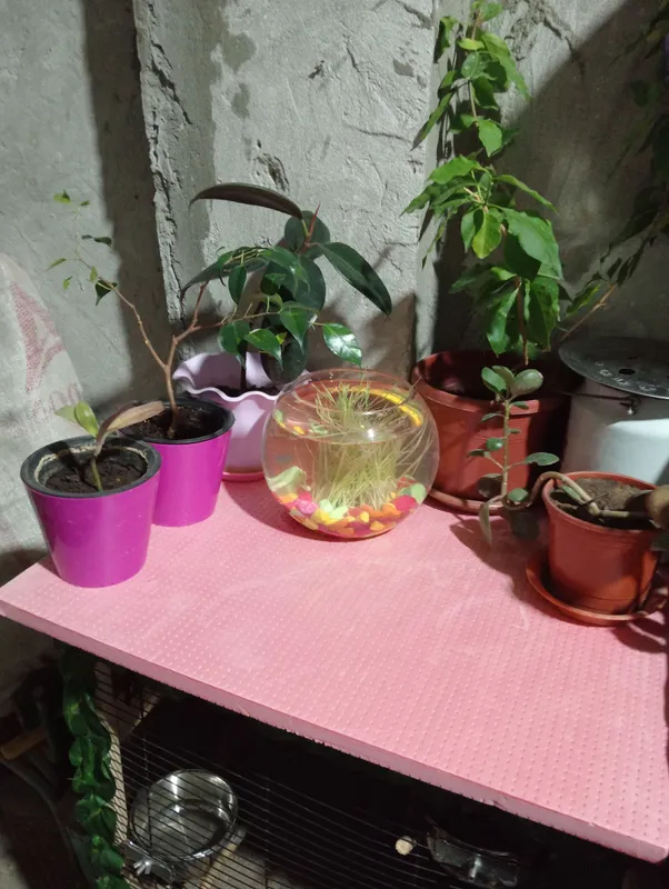 Akvarium sotiladi 3 kun ishlatilgan 3 litr — фото 2