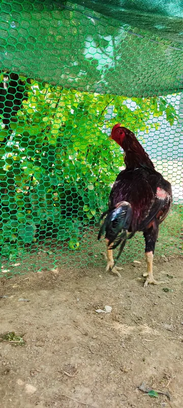 Бардовий сер жахил, тоза қон хўроз 3