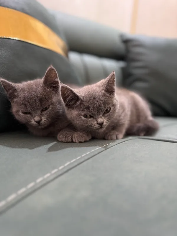 Котята породистые — фото 7