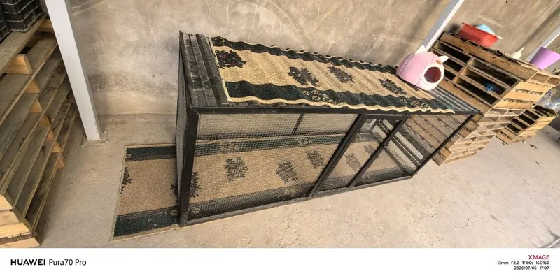 Qafas uy zor xolata 1