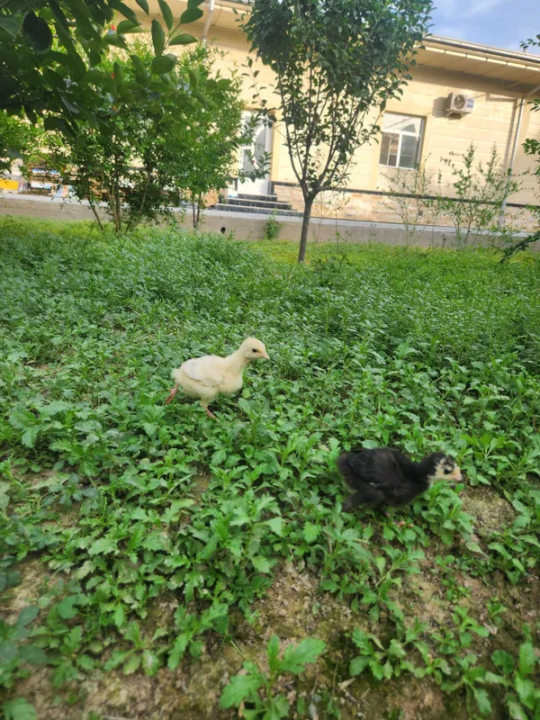 Kurka onasi va bolalari