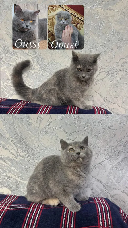 Mushuk bolalari sotiladi Scottish Fold
