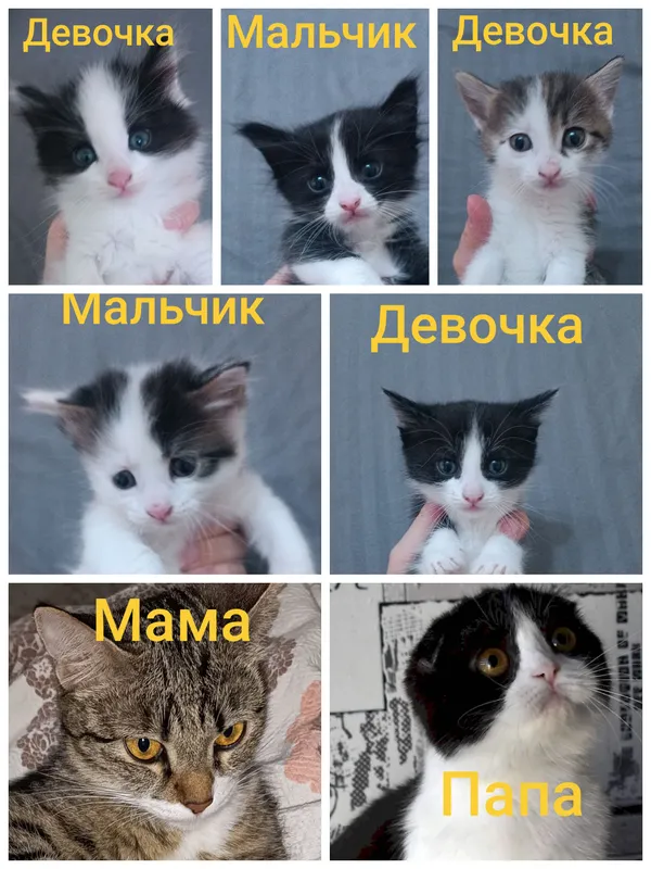 Продаются котята. Очень милые и красивые.