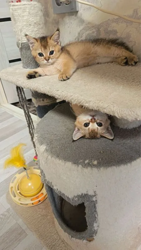 Продаются котятки — фото 2