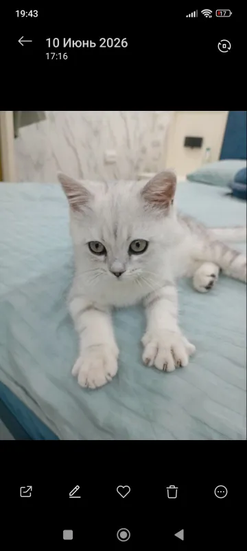 Кошка Продаётся британская шиншилла (British Shorthair Silver Shaded) Кошка Продаётся британская шиншилла (British Shorthair Silver Shaded)