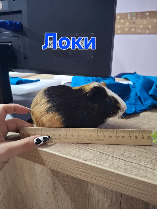 с клеткой милые морские свинки с клеткой милые морские свинки