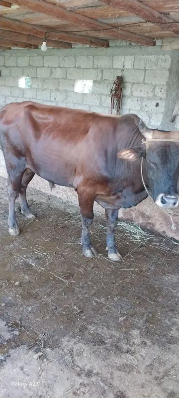 Buqa va gʻunojin sotiladi 25mlndan 8.5 oylik bugʻoz jondor tumanida 93 6