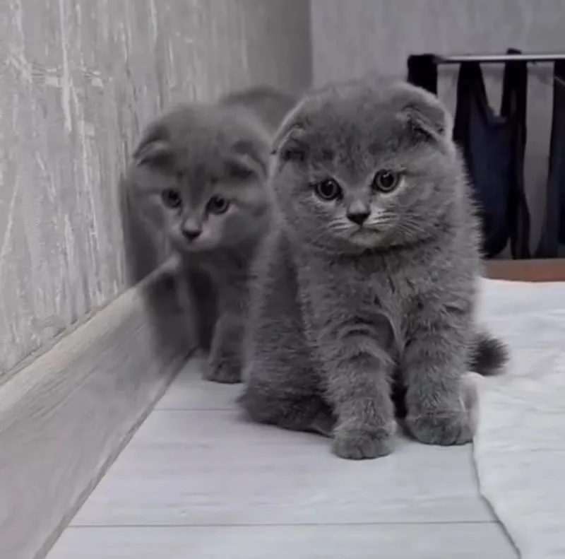 СКОТSKOTISHFOLD MUSHUK