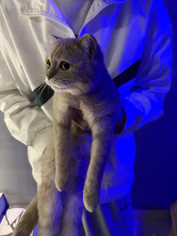 Продается кошка и котенок Продается кошка и котенок