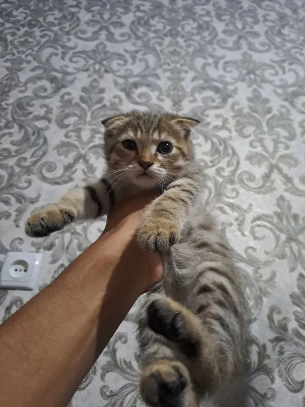 mushuk sotiladi 2 mushuk sotiladi 2