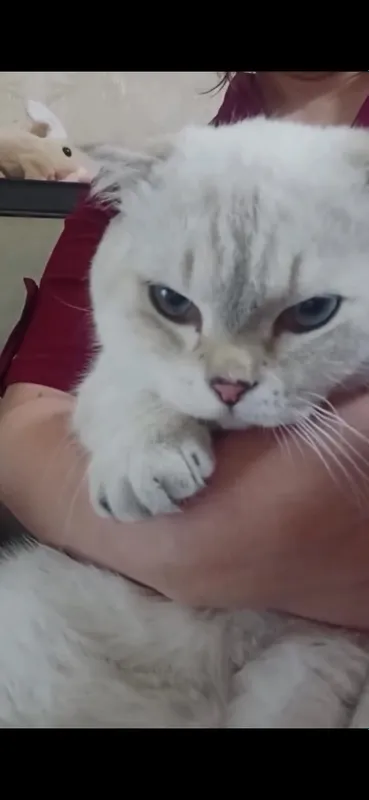 “🐱 Scottish Fold мушук сотилади, жуда мулойим!” 2 “🐱 Scottish Fold мушук сотилади, жуда мулойим!” 2