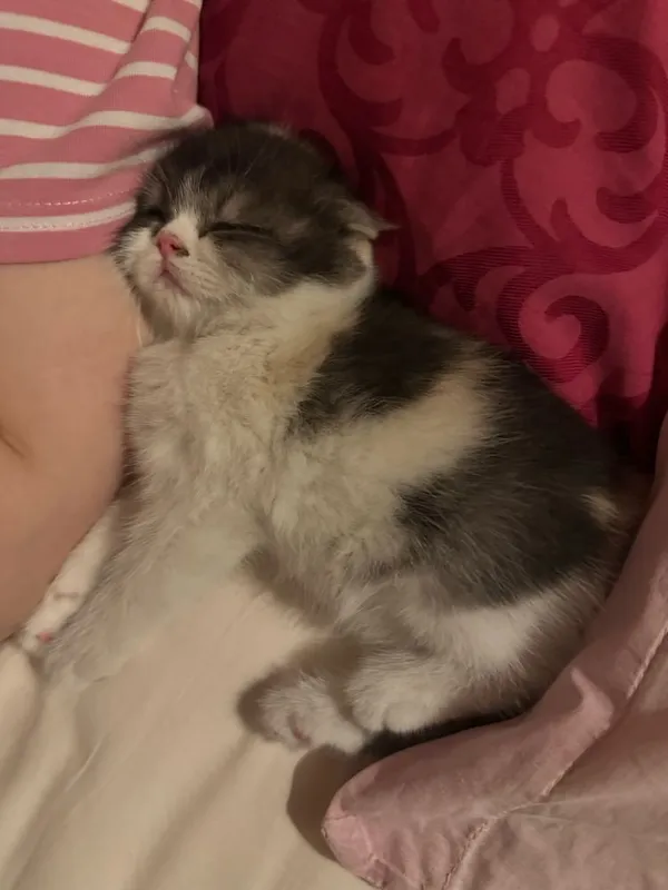 СРОЧНО! Котенок фолд — фото 1