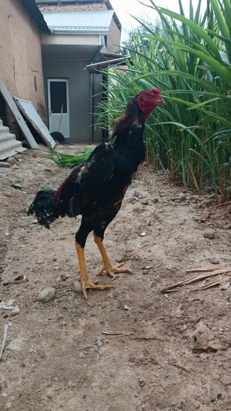 Dakan xoroz sotiladi 1
