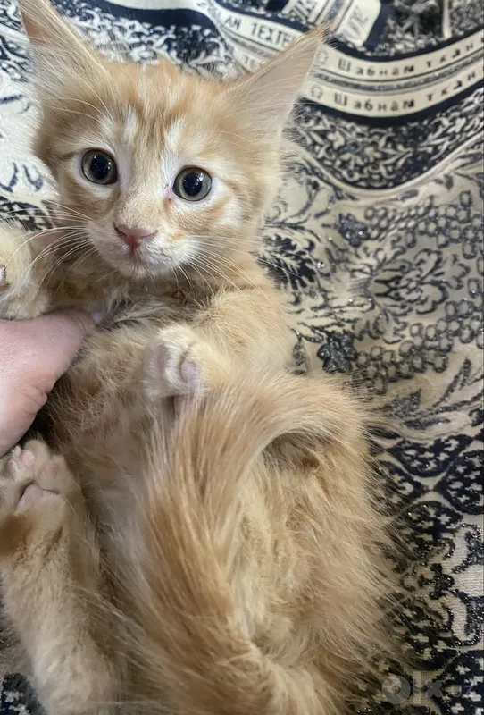 Котята в добрые руки БЕСПЛАТНО 7 Котята в добрые руки БЕСПЛАТНО 7