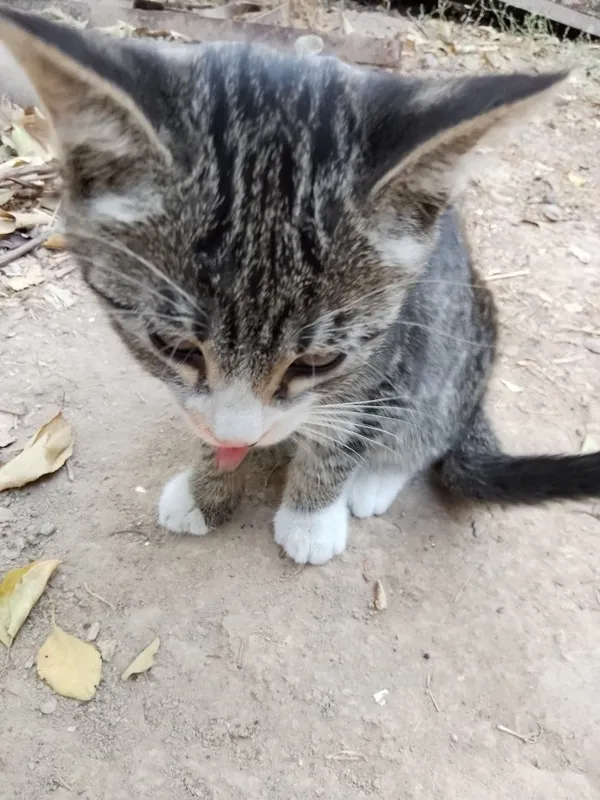 Oddiy mushuklar onasi bilan 4 Oddiy mushuklar onasi bilan 4