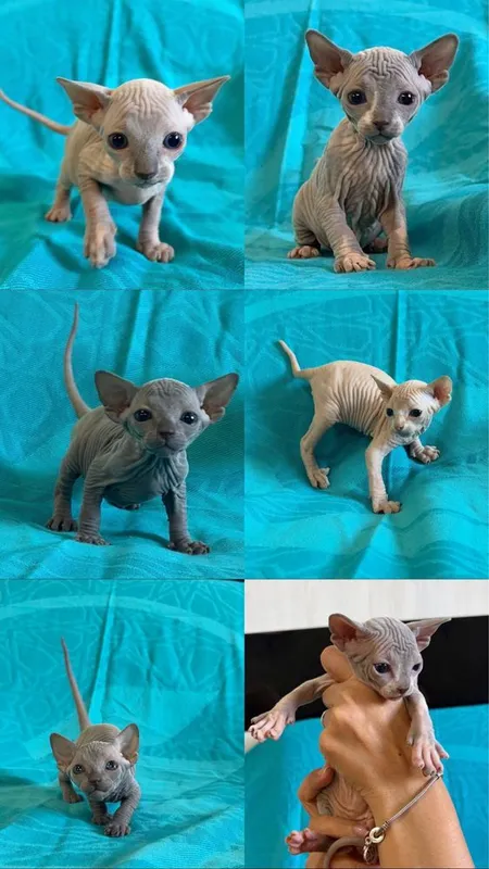 Котятки сфинксы Котятки сфинксы