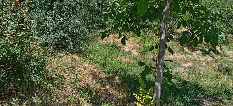 Дачага ер сотилади келишган холда — фото 3