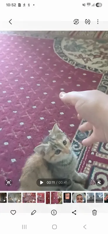 Отдам двух котят даром в добрые руки 1